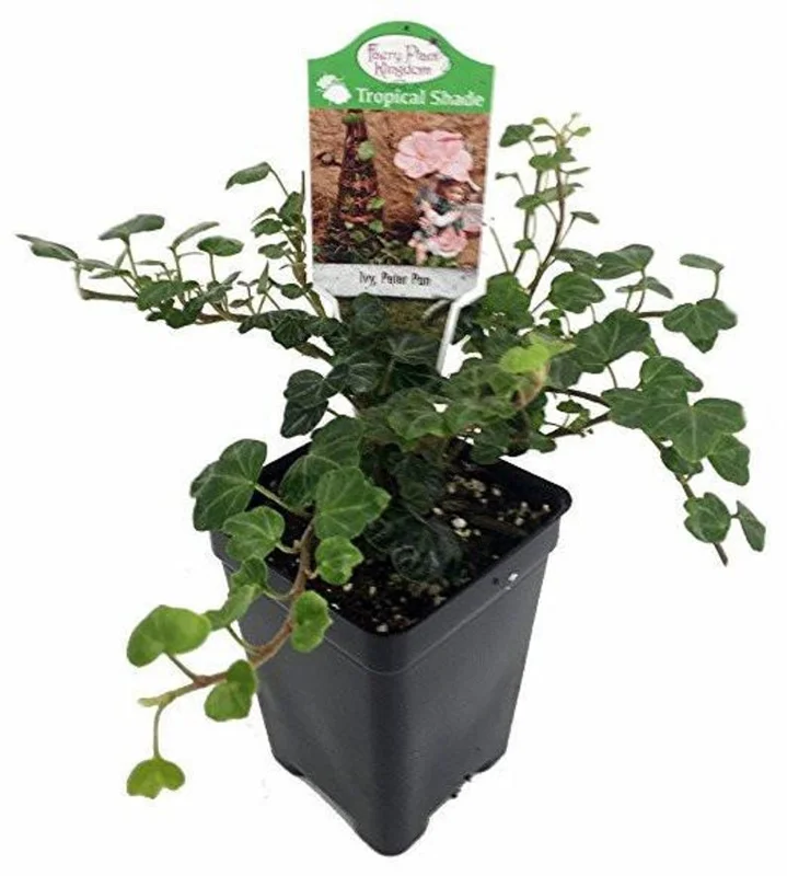 English Ivy Plant 2.5 Inch Pot - Ideal for Terrariums and Fairy Gardens