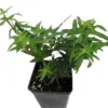 English Ivy Plant - 2.5 Inch Pot - Terrarium Fairy Garden Houseplant