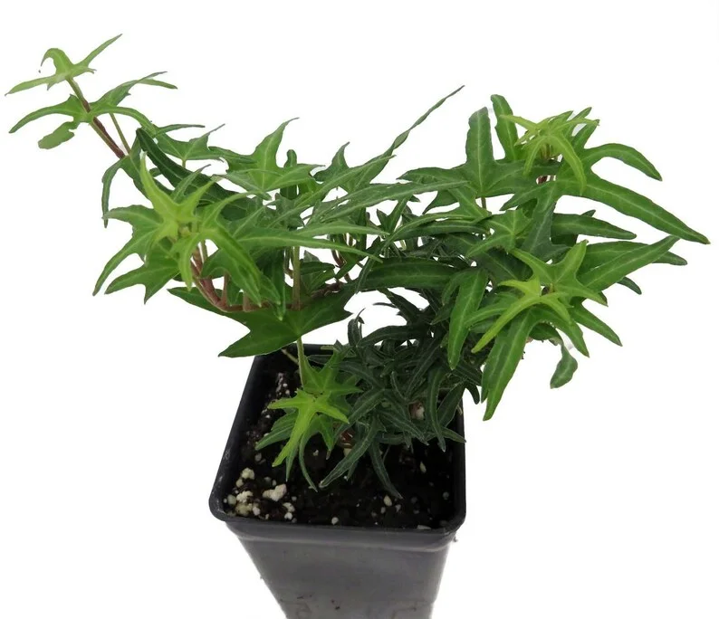 English Ivy Plant - 2.5 Inch Pot - Terrarium Fairy Garden Houseplant