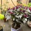 Explosive Ember Pepper Seeds - Hot Ornamental Variety