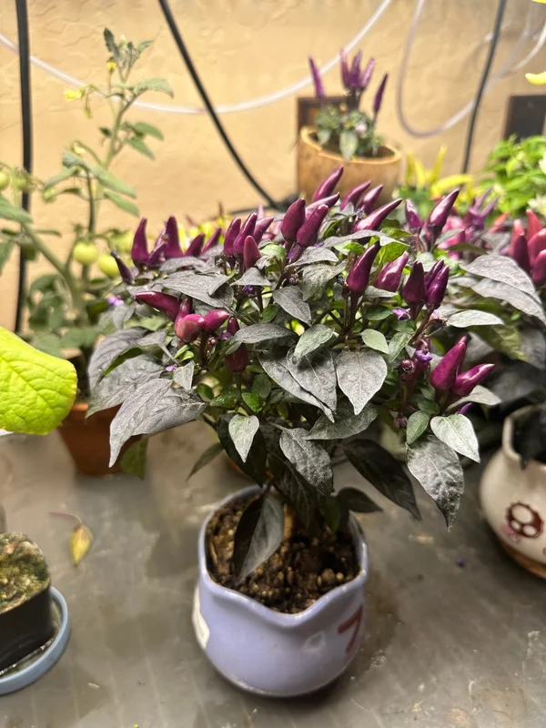 Explosive Ember Pepper Seeds - Hot Ornamental Variety