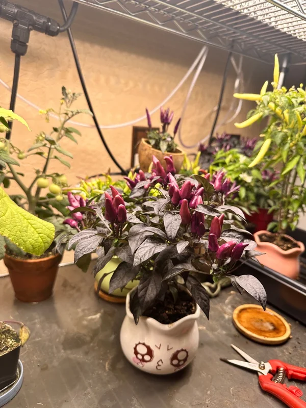 Explosive Ember Pepper Seeds - Hot Ornamental Variety