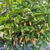 Faddas Black And White Pepper Seeds - Heirloom Variety