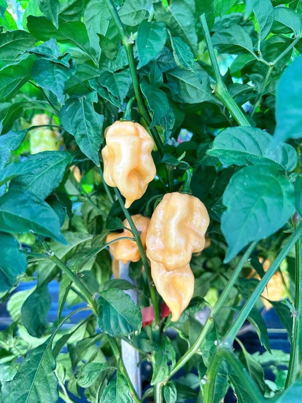 Faddas Special Peach Pepper Seeds - Heirloom Variety - 12+ Seeds Per Pack