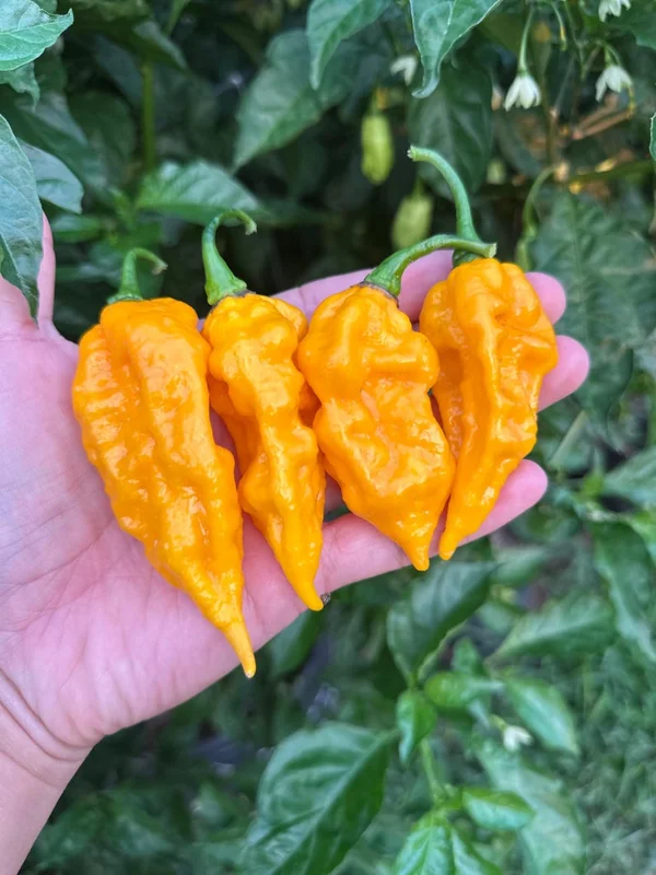 Fatalii Yellow Pepper Seeds - Spicy Citrus Flavor - Garden Seeds