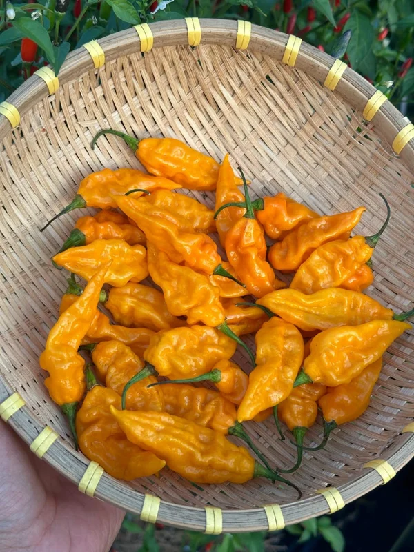 Fatalii Yellow Pepper Seeds - Spicy Citrus Flavor - Garden Seeds