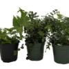 Fern Assortment 3 Pack 4-inch Pots - Indoor Outdoor Fern Collection