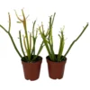 Firesticks Pencil Cactus Euphorbia 2-Pack 2" Pots - Easy Care Succulent