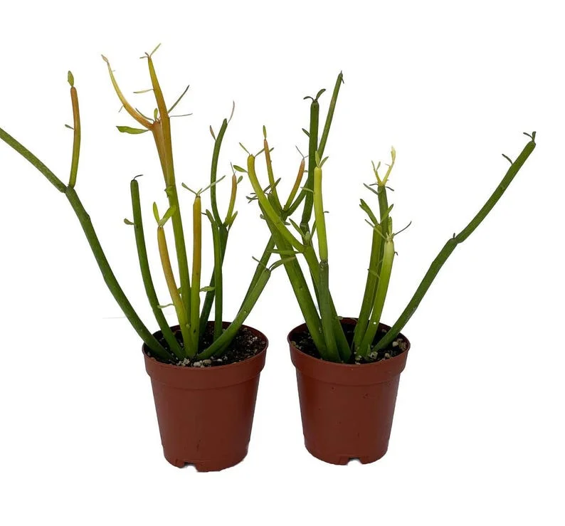 Firesticks Pencil Cactus Euphorbia 2-Pack 2" Pots - Easy Care Succulent