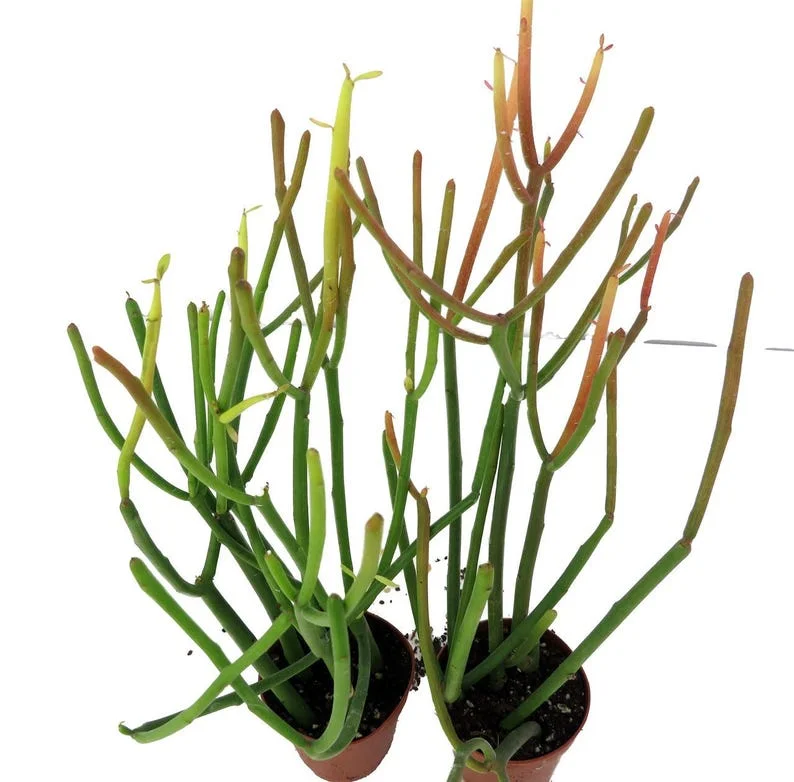 Firesticks Pencil Cactus Euphorbia 2-Pack 2" Pots - Easy Care Succulent