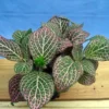 Fittonia Nerve Plant, Mini Pink Veined, Easy Care, 2.5" Pot, Houseplant