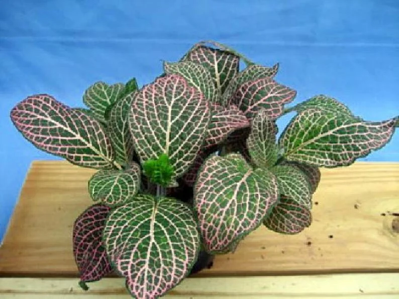 Fittonia Nerve Plant, Mini Pink Veined, Easy Care, 2.5" Pot, Houseplant