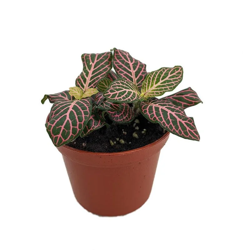 Fittonia Nerve Plant, Mini Pink Veined, Easy Care, 2.5" Pot, Houseplant