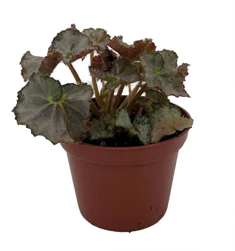 Five and Dime Begonia Plant - 2.5 Inch Pot - Easy Houseplant