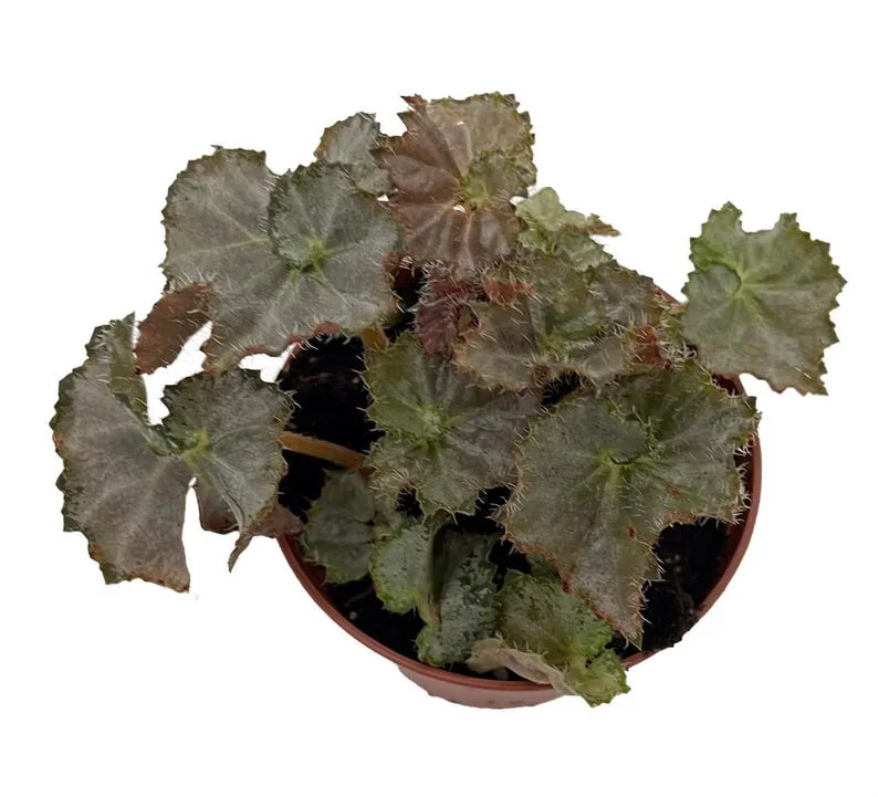 Five and Dime Begonia Plant - 2.5 Inch Pot - Easy Houseplant