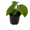 Florida Green Philodendron Plant - 4 Inch Pot - Collector's Series