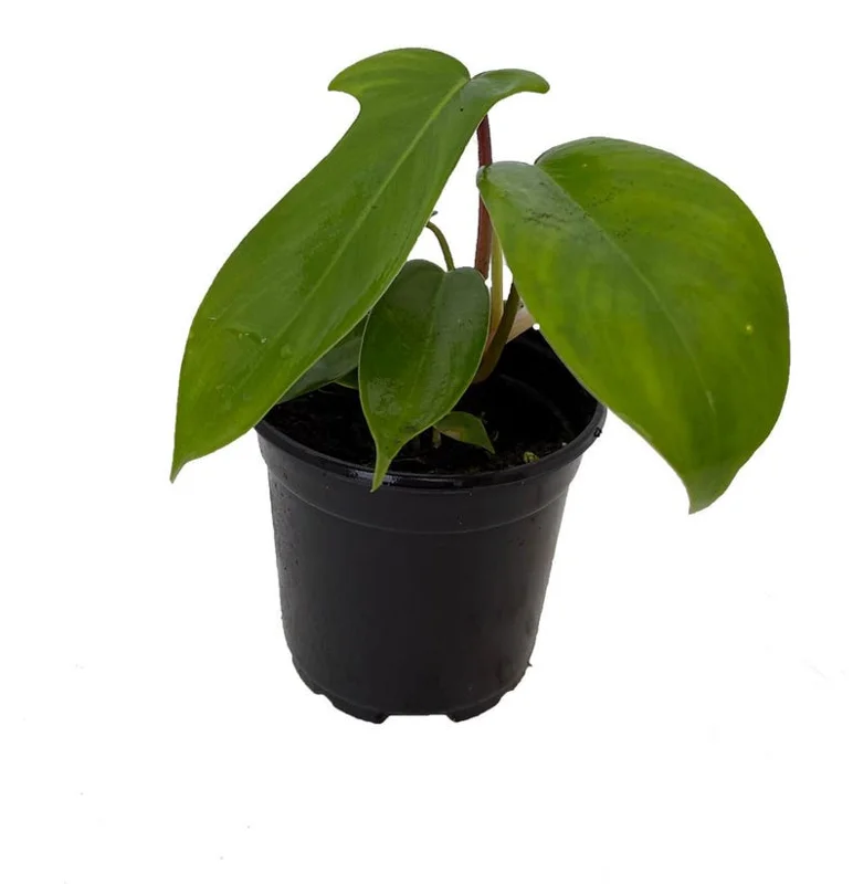 Florida Green Philodendron Plant - 4 Inch Pot - Collector's Series