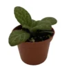 Forever Yung Asian Violet JV Primulina - 2.5" Pot - Exotic Houseplant