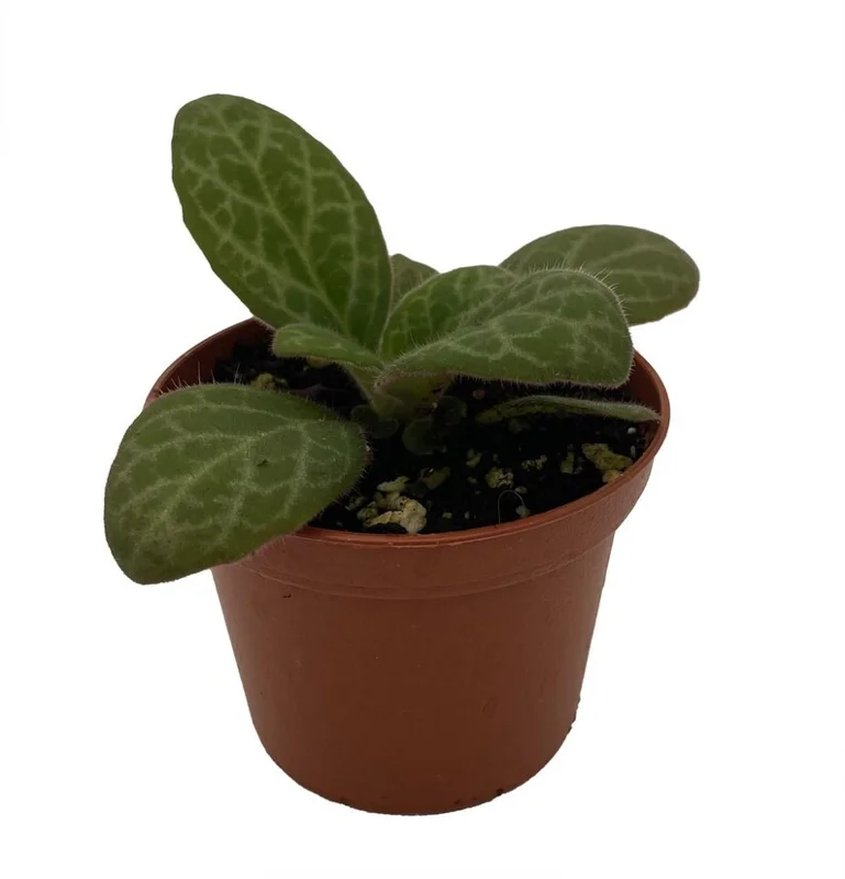 Forever Yung Asian Violet JV Primulina - 2.5" Pot - Exotic Houseplant