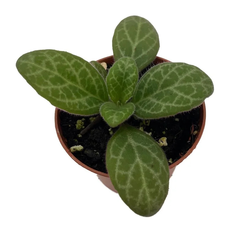 Forever Yung Asian Violet JV Primulina - 2.5" Pot - Exotic Houseplant