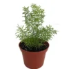 Foxtail Fern Asparagus meyerii Live Plant - 2.5 Inch Pot - Green Foliage