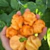 Freeport Orange Scotch Bonnet Pepper Seeds - Caribbean Heat