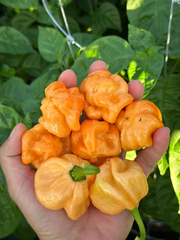 Freeport Orange Scotch Bonnet Pepper Seeds - Caribbean Heat