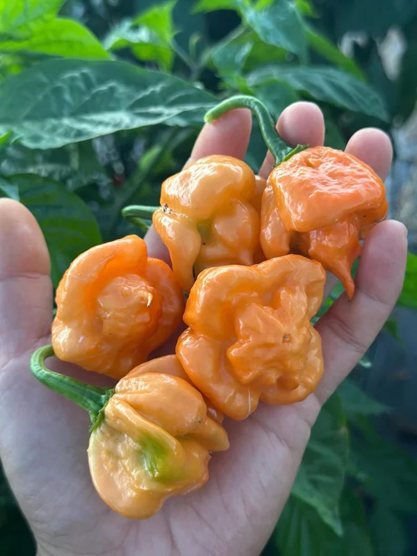 Freeport Orange Scotch Bonnet Pepper Seeds - Caribbean Heat