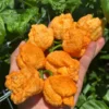 Fried Chicken Pepper Seeds - Superhot Variety - Rare & Fruity