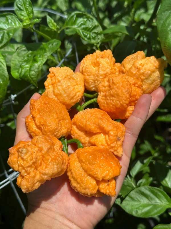 Fried Chicken Pepper Seeds - Superhot Variety - Rare & Fruity