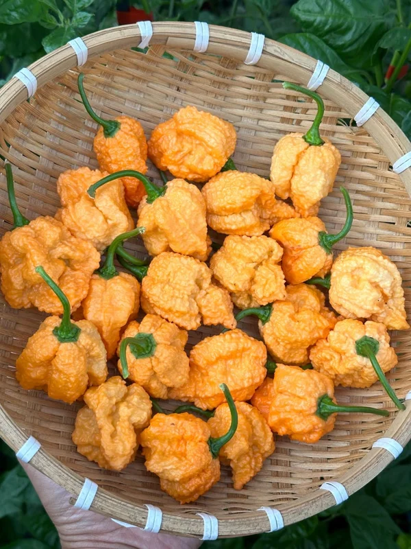 Fried Chicken Pepper Seeds - Superhot Variety - Rare & Fruity