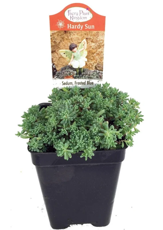 Frosted Blue Sedum Plant - 2.5 Inch Pot - Sun Loving Ground Cover