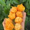 Fujiwhara Pepper Seeds - Super Hot Variety - 12+ Seeds Per Pack