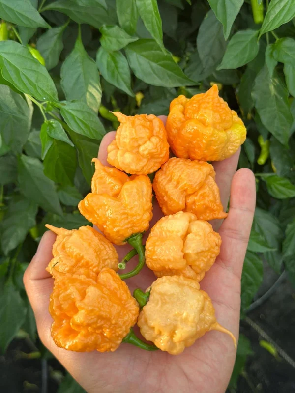 Fujiwhara Pepper Seeds - Super Hot Variety - 12+ Seeds Per Pack