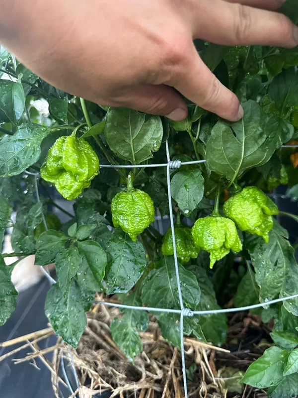 Fujiwhara Pepper Seeds - Super Hot Variety - 12+ Seeds Per Pack