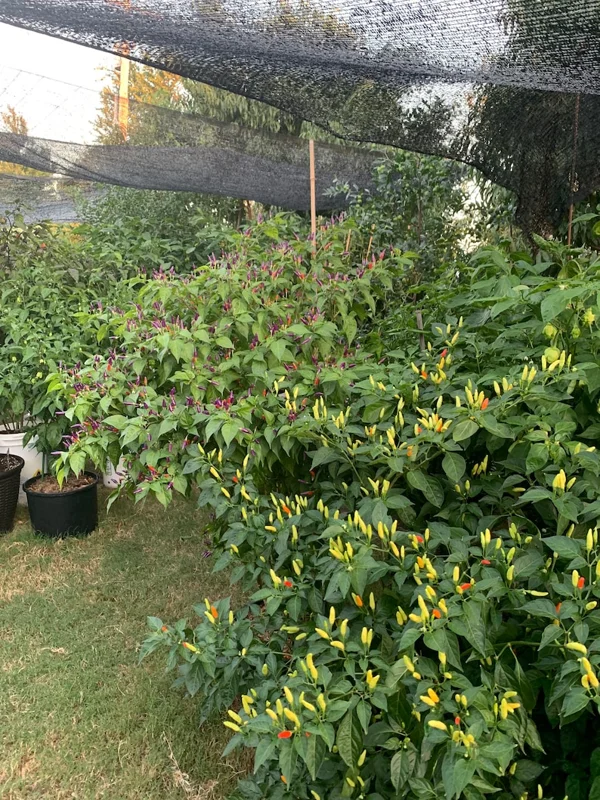 Galapagos Wild Pepper Seeds - Heirloom Variety