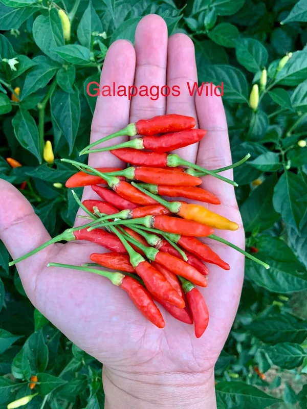 Galapagos Wild Pepper Seeds - Heirloom Variety