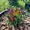 Garda Firework Pepper Seeds - Ornamental & Edible - Unique Colors