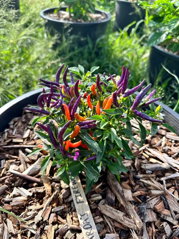 Garda Firework Pepper Seeds - Ornamental & Edible - Unique Colors