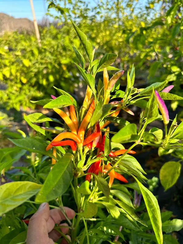 Garda Firework Pepper Seeds - Ornamental & Edible - Unique Colors
