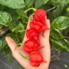 Gasoline Pepper Seeds - Fiery Hot Chili Seeds