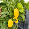 Giant Lemon Jalapeño Pepper Seeds - Mild Flavor, Organic