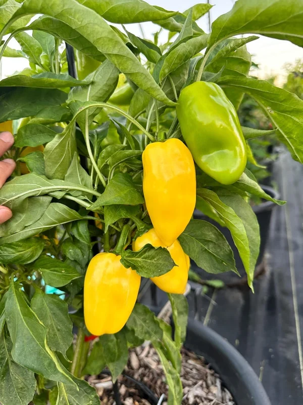 Giant Lemon Jalapeño Pepper Seeds - Mild Flavor, Organic