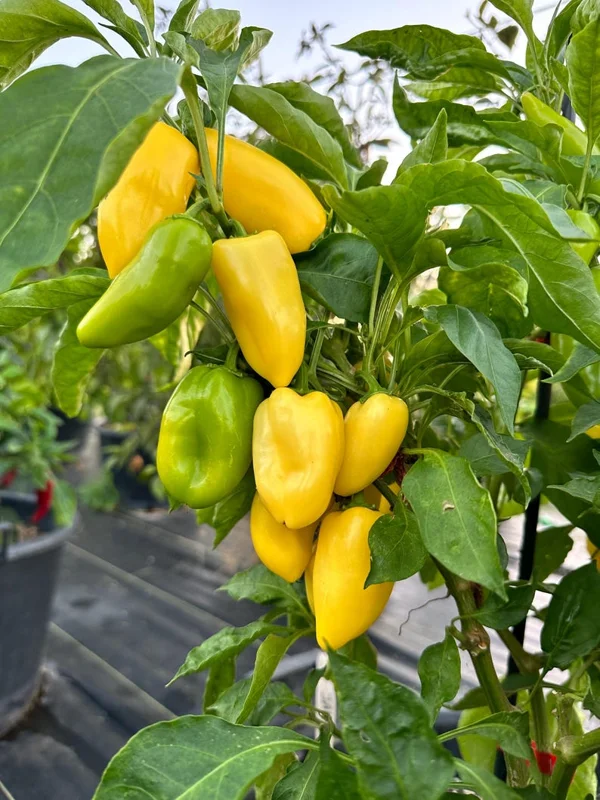 Giant Lemon Jalapeño Pepper Seeds - Mild Flavor, Organic