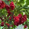 Giant Red Habanero Pepper Seeds - Spicy Vegetable Seeds
