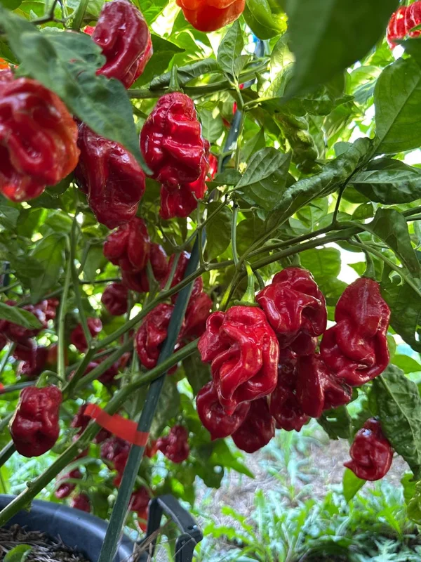 Giant Red Habanero Pepper Seeds - Spicy Vegetable Seeds