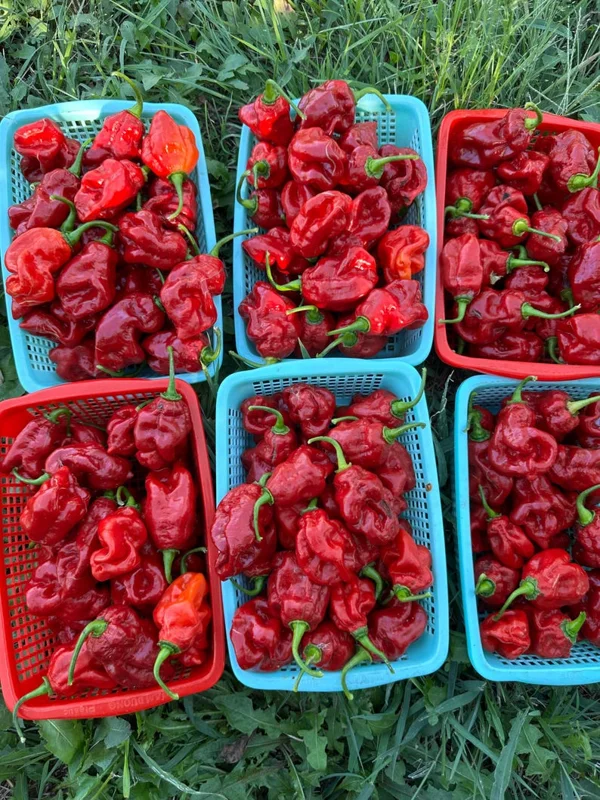 Giant Red Habanero Pepper Seeds - Spicy Vegetable Seeds