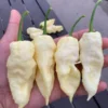 Giant White Ghost Scorpion Pepper Seeds - Super Hot Variety