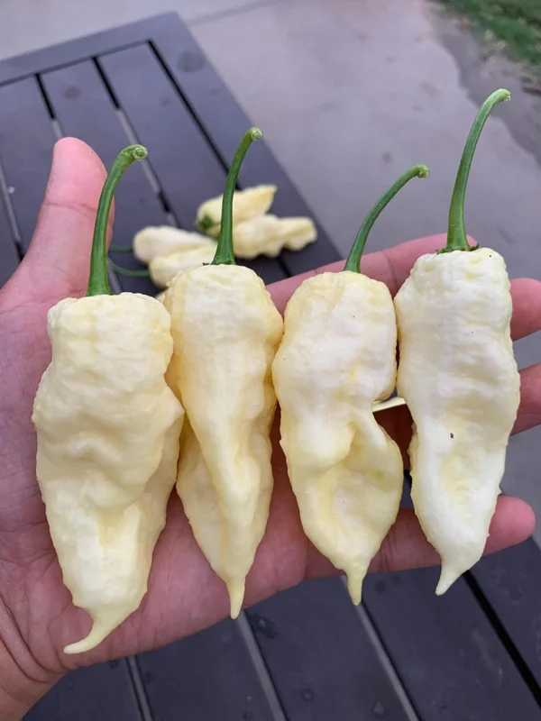Giant White Ghost Scorpion Pepper Seeds - Super Hot Variety