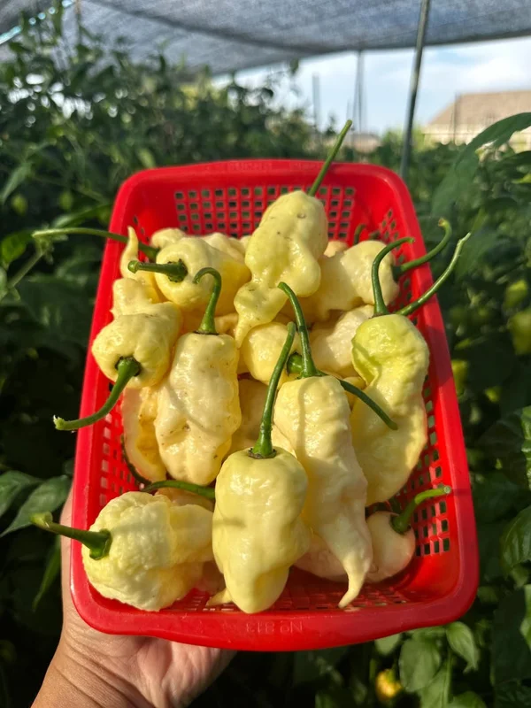 Giant White Ghost Scorpion Pepper Seeds - Super Hot Variety